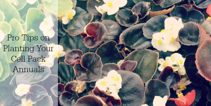 Pro Tips on Planting Your Cell Pack Annuals