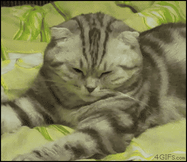 cat1