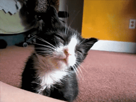 cat2