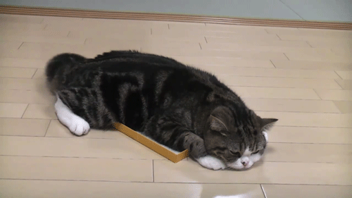cat3