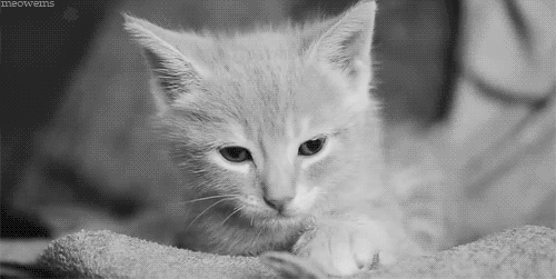 cat4