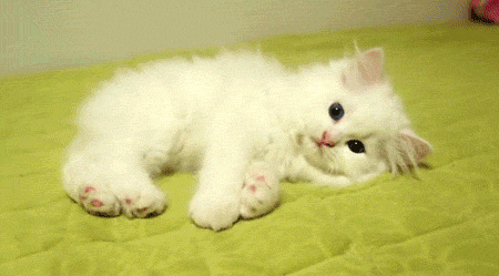 cat5