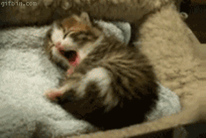 cat7