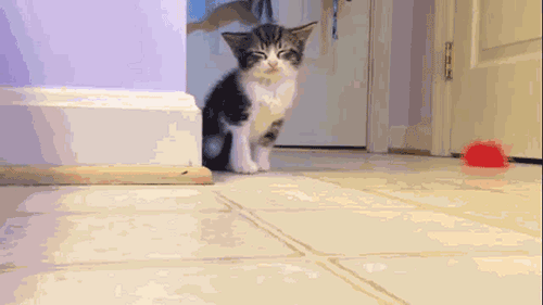 cat8