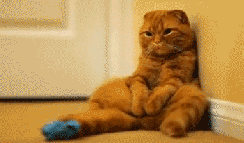 cat9